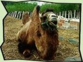 Lernabenteuer Sachkunde Kamel Kamel beim Unterricht in der Natur