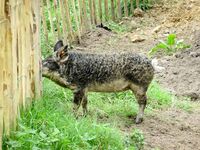 Wollschwein Wollschwein