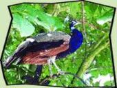 Lernabenteuer Sachkunde Pfau Pfau beim Unterricht in der Natur