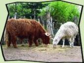 Lernabenteuer Sachkunde Lama Lama beim Unterricht in der Natur