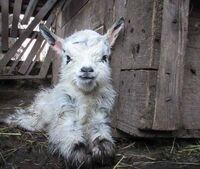 Vierhornziege Vierhornziege