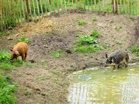 Wollschwein Wollschwein