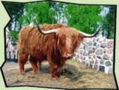 Lernabenteuer Sachkunde Ochse Haustiere aus aller Welt - Ochse