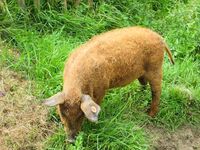 Wollschwein Wollschwein