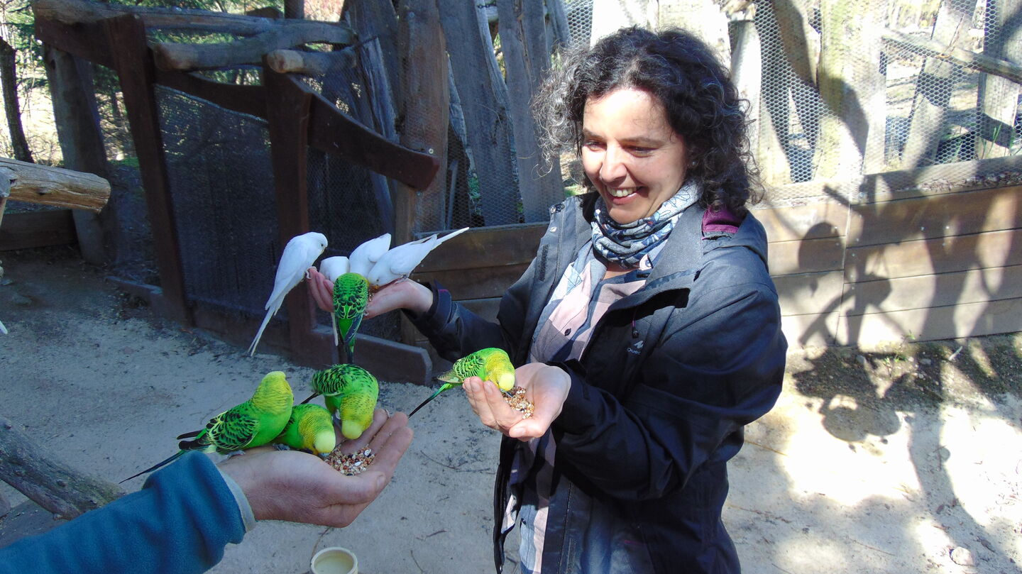 __A_Bestes_Foto_von_Papageien