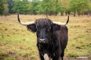 Folklorum_18_marcel_tschamke__33_