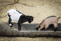 Vierhornziege Vierhornziege