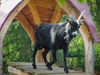 Vierhornziege Vierhornziege